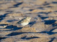 Galerida cristata Northern Beach, Israel 2013-03-29 092