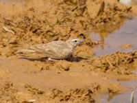 Galerida cristata Waterhole N1100, Dakhla, Western Sahara, Morocco 20180219_0005