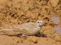 Galerida cristata Waterhole N1100, Dakhla, Western Sahara, Morocco 20180219_0008