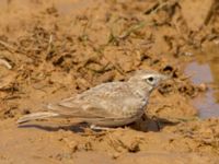 Galerida cristata Waterhole N1100, Dakhla, Western Sahara, Morocco 20180219_0010