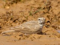 Galerida cristata Waterhole N1100, Dakhla, Western Sahara, Morocco 20180219_0013