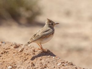 Galerida theklae - Thekla Lark - Lagerlärka