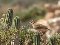 Galerida theklae theresae Cap Rihr, Morocco 20180225_0023