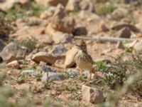 Galerida theklae theresae Cap Rihr, Morocco 20180225_0026