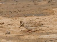 Galerida theklae theresae Pumping House, Dakhla, Western Sahara, Morocco 20180221_0152