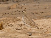 Galerida theklae theresae Pumping House, Dakhla, Western Sahara, Morocco 20180221_0154