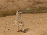 Galerida theklae theresae Pumping House, Dakhla, Western Sahara, Morocco 20180221_0155