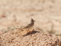 Galerida theklae theresae Pumping House, Dakhla, Western Sahara, Morocco 20180221_0186