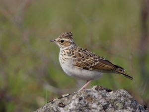 Lullula arborea - Wood Lark - Trädlärka