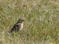 Lullula arborea Gropahålet, Kristianstad, Skåne, Sweden 20160505_0201