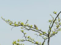 Lullula arborea pallida 3.5 km W Gamardjveba, Mtskheta-Mtianeti, Georgia 20180428_0524