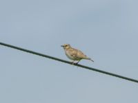 Lullula arborea pallida 3.5 km W Gamardjveba, Mtskheta-Mtianeti, Georgia 20180428_0702