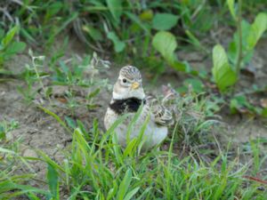 Melanocorypha calandra - Calandra Lark - Kalanderlärka