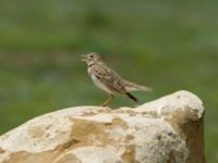 Melanocorypha calandra calandra David Gareji Monastery, Kakheti, Georgia 20180429_0155