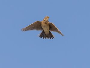 Alauda arvensis - Eurasian Skylark - Sånglärka
