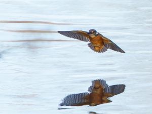 Alcedo atthis - Common Kingfisher - Kungsfiskare