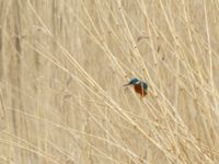 Alcedo atthis Husie mosse, Malmö, Skåne, Sweden 20200418_0060