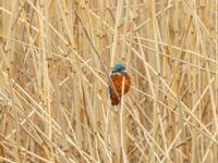 Alcedo atthis Husie mosse, Malmö, Skåne, Sweden 20200418_0062