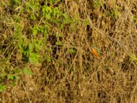 Alcedo atthis female Oued Ksob River Mounth, Essaouria, Morocco 20180225_0442