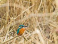 Alcedo atthis female Pumphuset, Bunkeflo strandängar, Malmö, Skåne, Sweden 20180211_0016