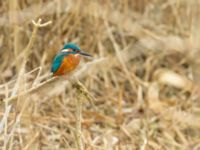 Alcedo atthis female Pumphuset, Bunkeflo strandängar, Malmö, Skåne, Sweden 20180211_0020