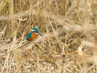 Alcedo atthis female Pumphuset, Bunkeflo strandängar, Malmö, Skåne, Sweden 20180211_0023