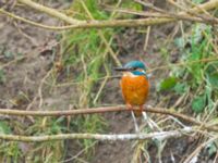 Alcedo atthis female Pumphuset, Bunkeflo strandängar, Malmö, Skåne, Sweden 20180211_0035