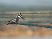 Ceryle rudis Maagan Mikhael, Israel 2013-03-27 196