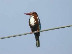 Halcyon smyrnensis - White-throated Kingfisher - Smyrnakungsfiskare