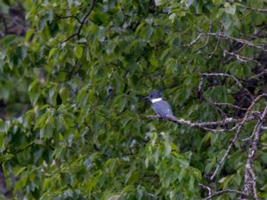 Megaceryle alcyon - Belted Kingfisher - Bälteskungsfiskare