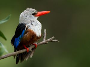 Alcedinidae -Kingfishers - Kungsfiskare