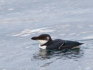 Alca torda - Razorbill - Tordmule