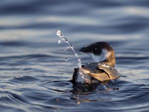 Alle alle - Little Auk - Alkekung