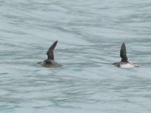 Brachyramphus brevirostris - Kittlitz's Murrelet - Brunalka