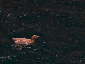 Brachyramphus marmoratus - Marbled Murrelet - Marmoralka