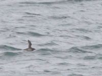 Brachyrhynchus marmoratus Resurrection Bay, Seward, Alaska, USA 20140616B_0042