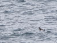 Brachyrhynchus marmoratus Resurrection Bay, Seward, Alaska, USA 20140616B_0737