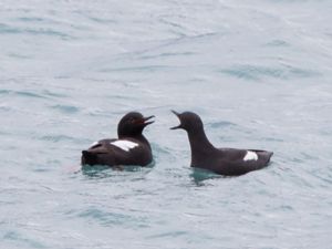 Cepphus columba - Pigeon Guillemot - Beringtejst