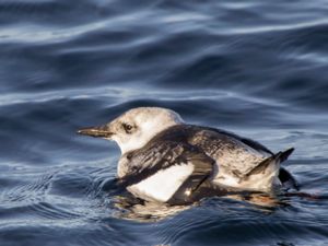 Cepphus grylle - Black Guillemot - Tobisgrissla