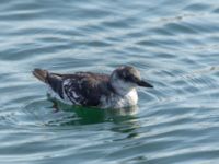 Cepphus grylle 1cy Lagunens småbåtshamn, Ribersborg, Malmö, Skåne, Sweden 20190922_0022