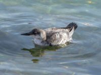 Cepphus grylle 1cy Lagunens småbåtshamn, Ribersborg, Malmö, Skåne, Sweden 20190922_0041