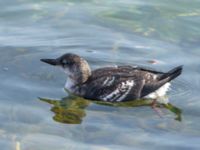 Cepphus grylle 1cy Lagunens småbåtshamn, Ribersborg, Malmö, Skåne, Sweden 20190922_0043