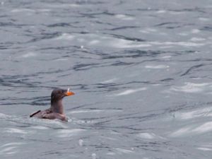 Cerorhinca monocerata - Rhinoceros Auklet - Hornalka