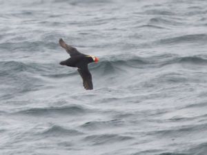 Fratercula cirrhata - Tufted Puffin - Tofslunne