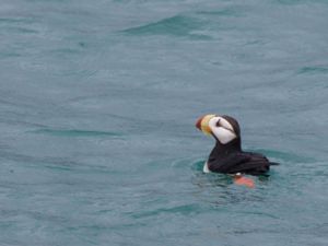 Fratercula corniculata - Horned Puffin - Hornlunne