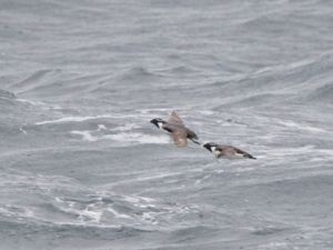 Synthliboramphus antiquus - Ancient Murrelet - Kragalka