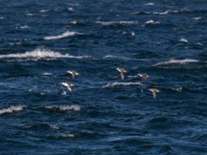 Uria aalge - Common Murre - Sillgrissla