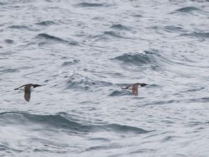 Uria lomvia - Brünnich's Murre - Spetsbergsgrissla