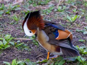 Aix galericulata - Mandarin Duck - Mandarinand