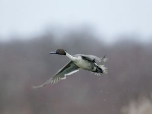 Anas acuta - Northern Pintail - Stjärtand